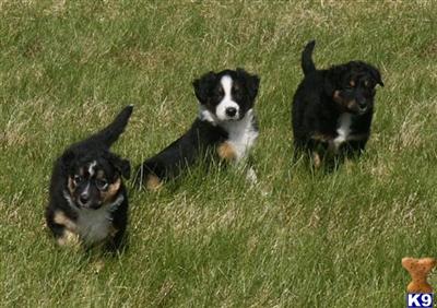 English Shepherd Puppies